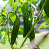 Jalapeno Pepper Plant - USDA Organic