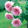 David Austin® James Galway® Rose Shrub