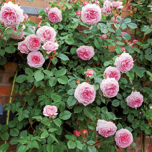 David Austin® James Galway® Rose Shrub