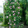 David Austin® James Galway® Rose Shrub