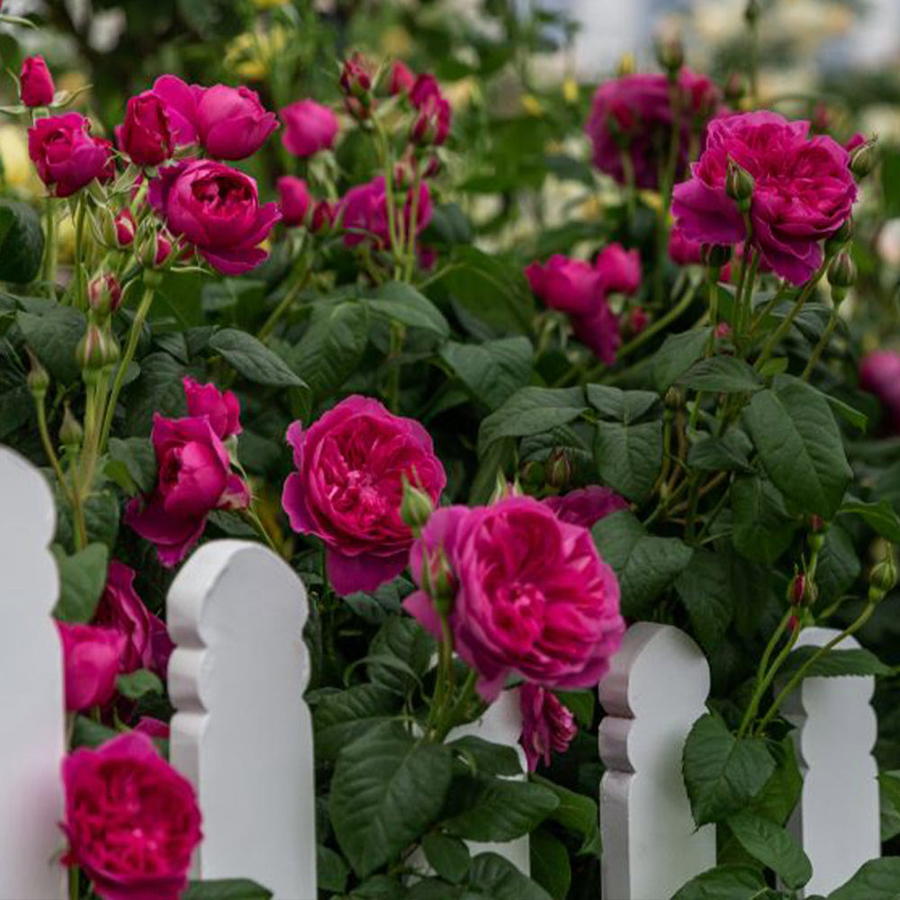 David Austin® James L. Austin™ Rose Shrub