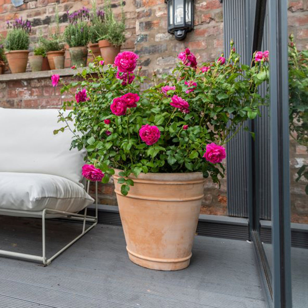 David Austin® James L. Austin™ Rose Shrub