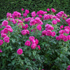David Austin® James L. Austin™ Rose Shrub