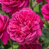 David Austin® James L. Austin™ Rose Shrub