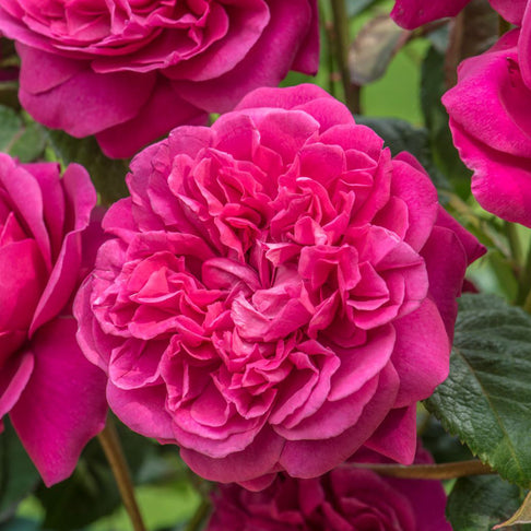 David Austin® James L. Austin™ Rose Shrub