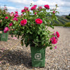 David Austin® James L. Austin™ Rose Shrub