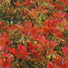 Jan Iseli Red® Enkianthus Shrub