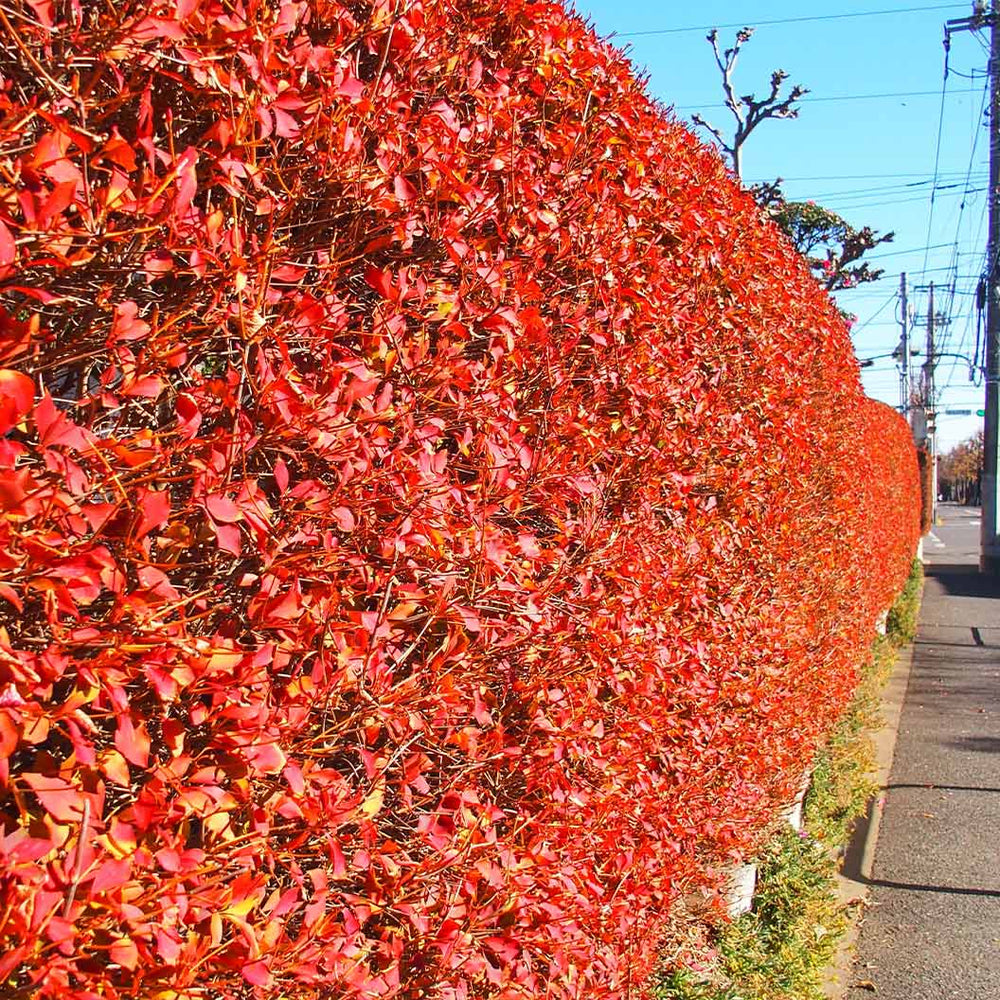 Jan Iseli Red® Enkianthus Shrub