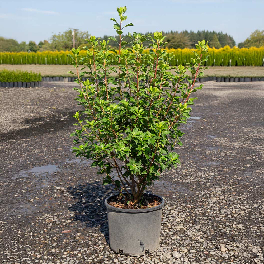 Jan Iseli Red® Enkianthus Shrub