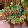 Jan Iseli Red® Enkianthus Shrub