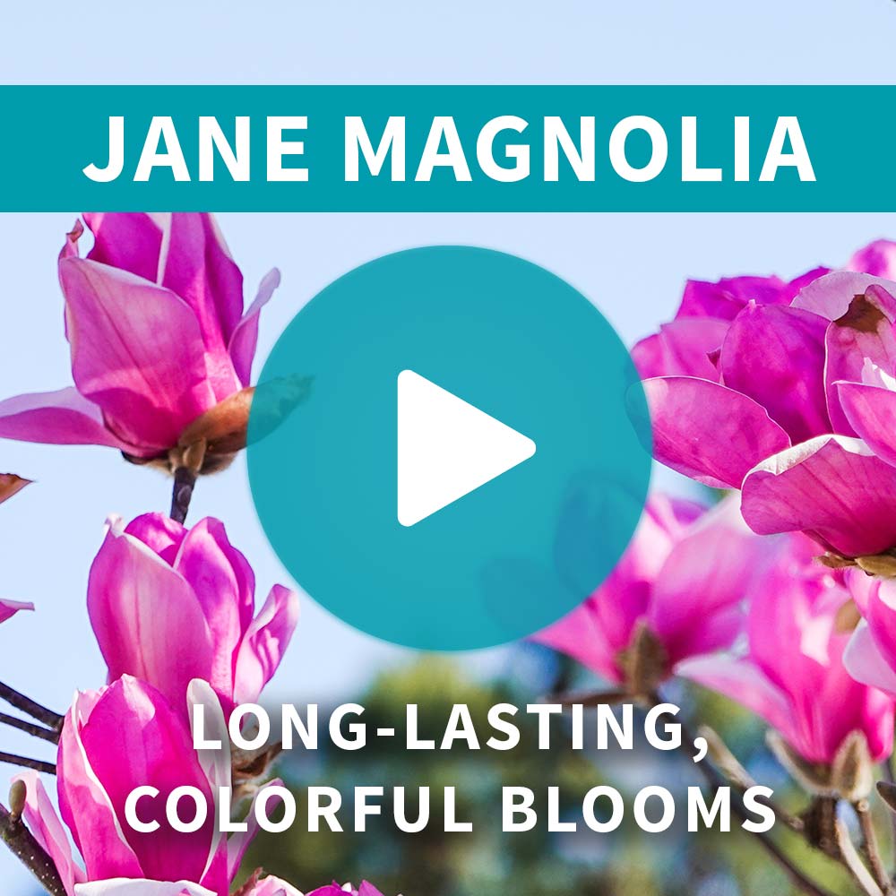 Jane Magnolia