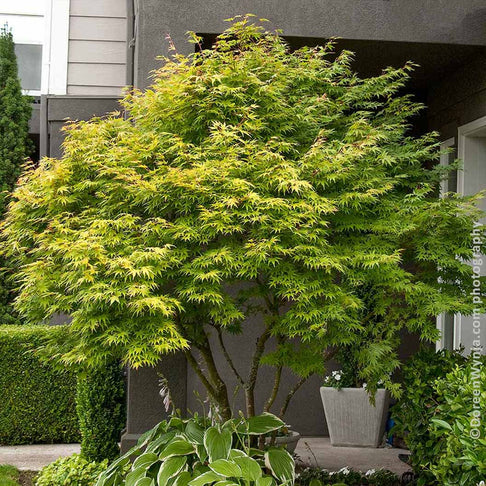 Coral Bark Japanese Maple Tree