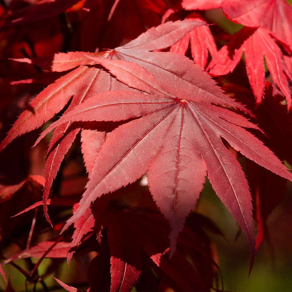 Emperor Japanese Maple Tree