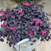 Jazz Hands® Mini Loropetalum