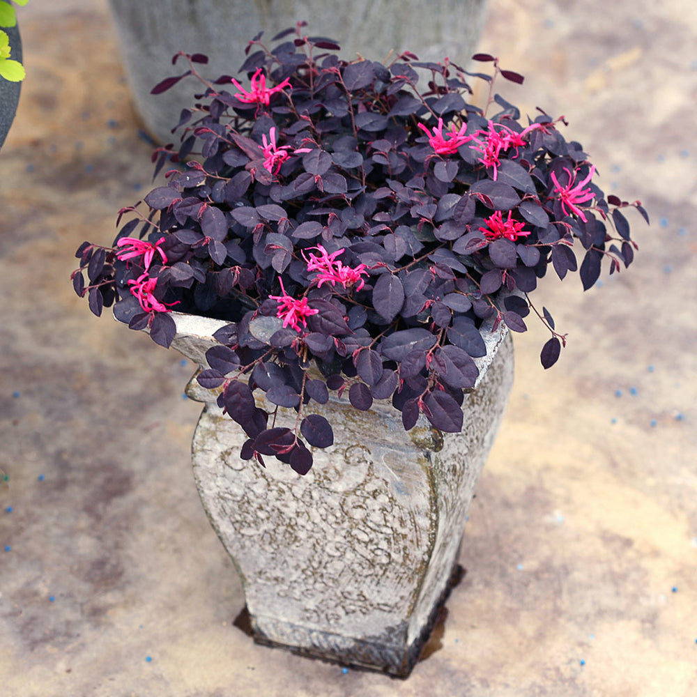Jazz Hands® Mini Loropetalum