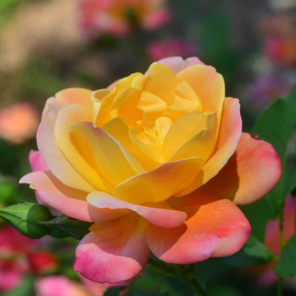 Joseph's Coat Rose Shrub in Fiber Pot