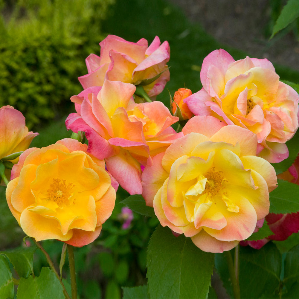 Joseph's Coat Rose Shrub in Fiber Pot