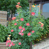 Joseph's Coat Rose Shrub in Fiber Pot