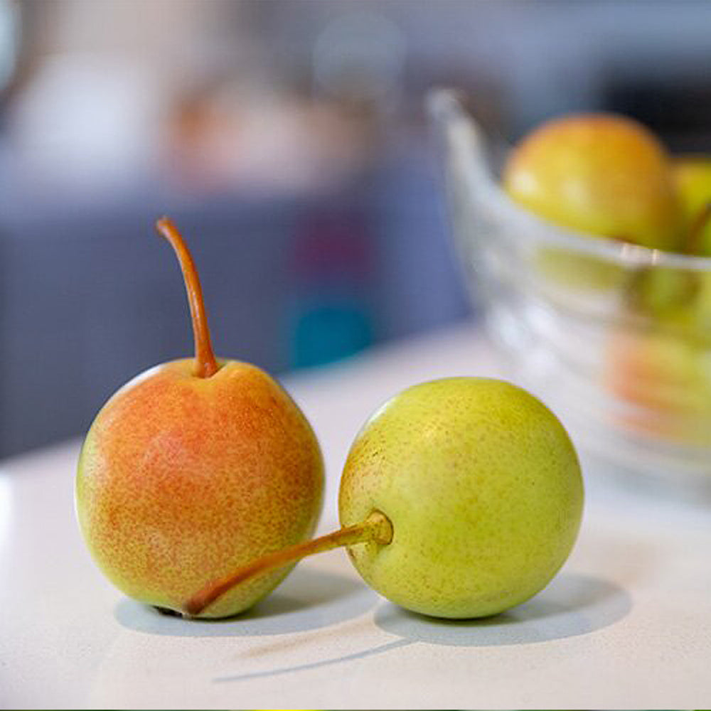 Juicy Jewel Asian Pear Tree