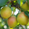 Juicy Jewel Asian Pear Tree