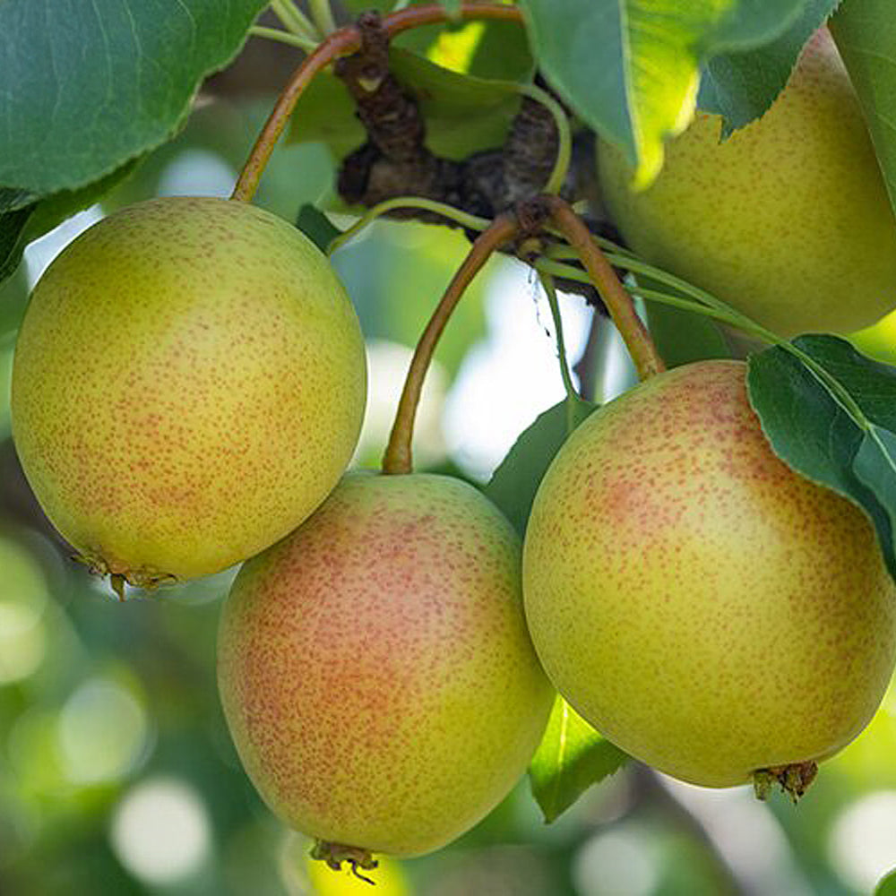 Juicy Jewel Asian Pear Tree