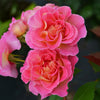 Julie Andrews™ Patio Rose Tree