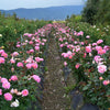 Julie Andrews™ Hybrid Tea Rose