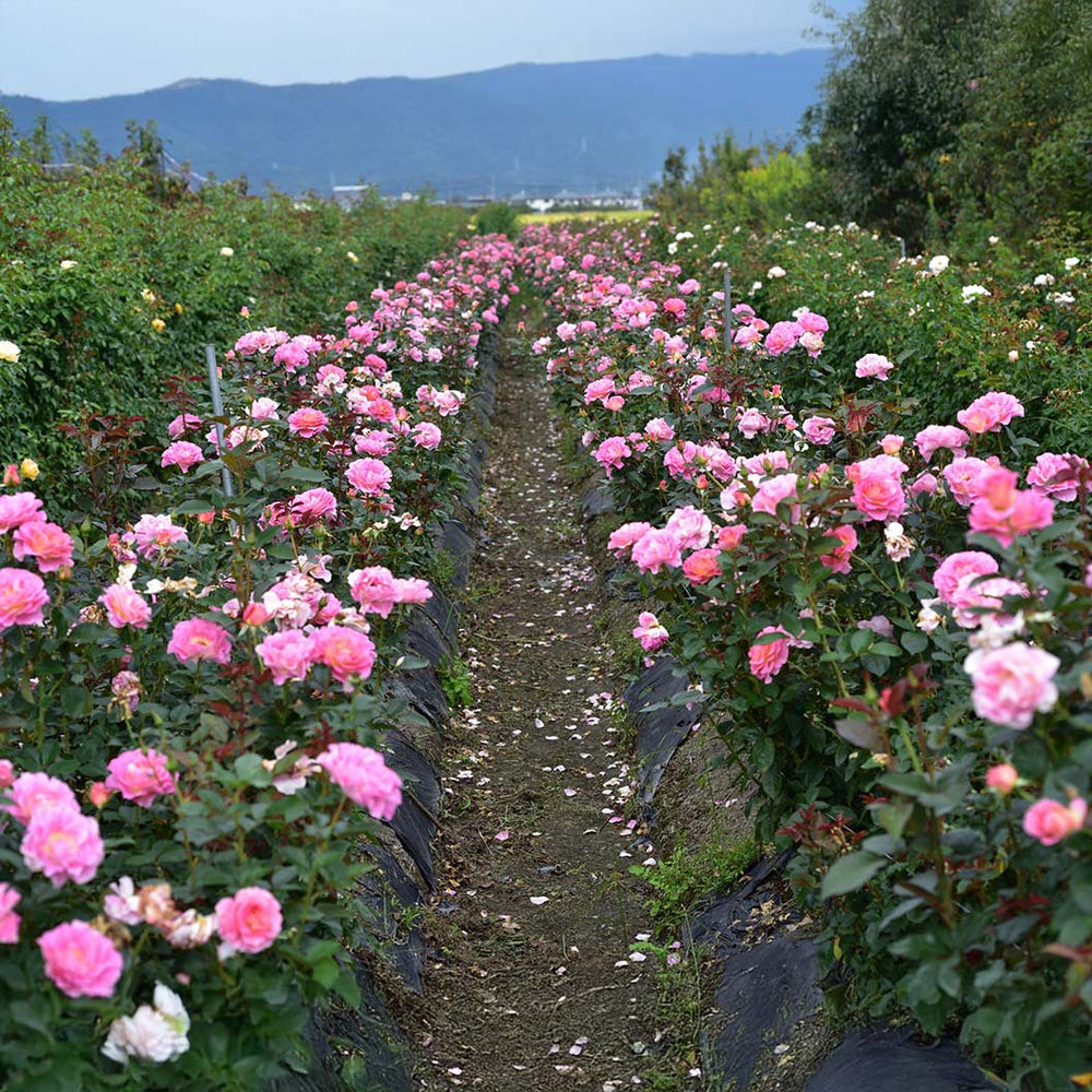 Julie Andrews™ Hybrid Tea Rose
