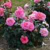 Julie Andrews™ Hybrid Tea Rose