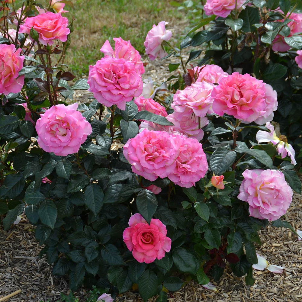 Julie Andrews™ Hybrid Tea Rose