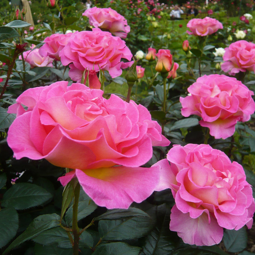 Julie Andrews™ Patio Rose Tree