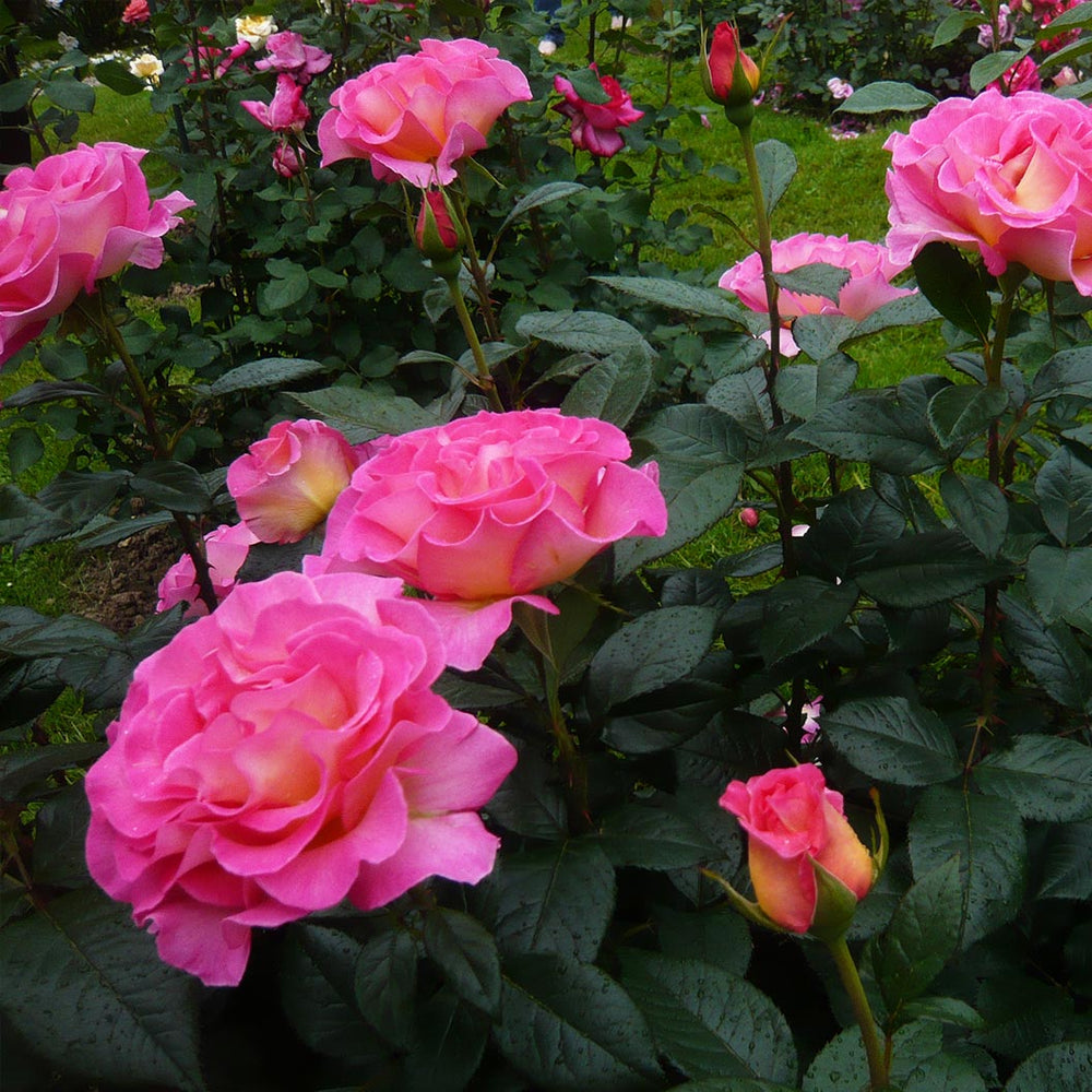 Julie Andrews™ Hybrid Tea Rose