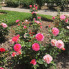 Julie Andrews™ Hybrid Tea Rose