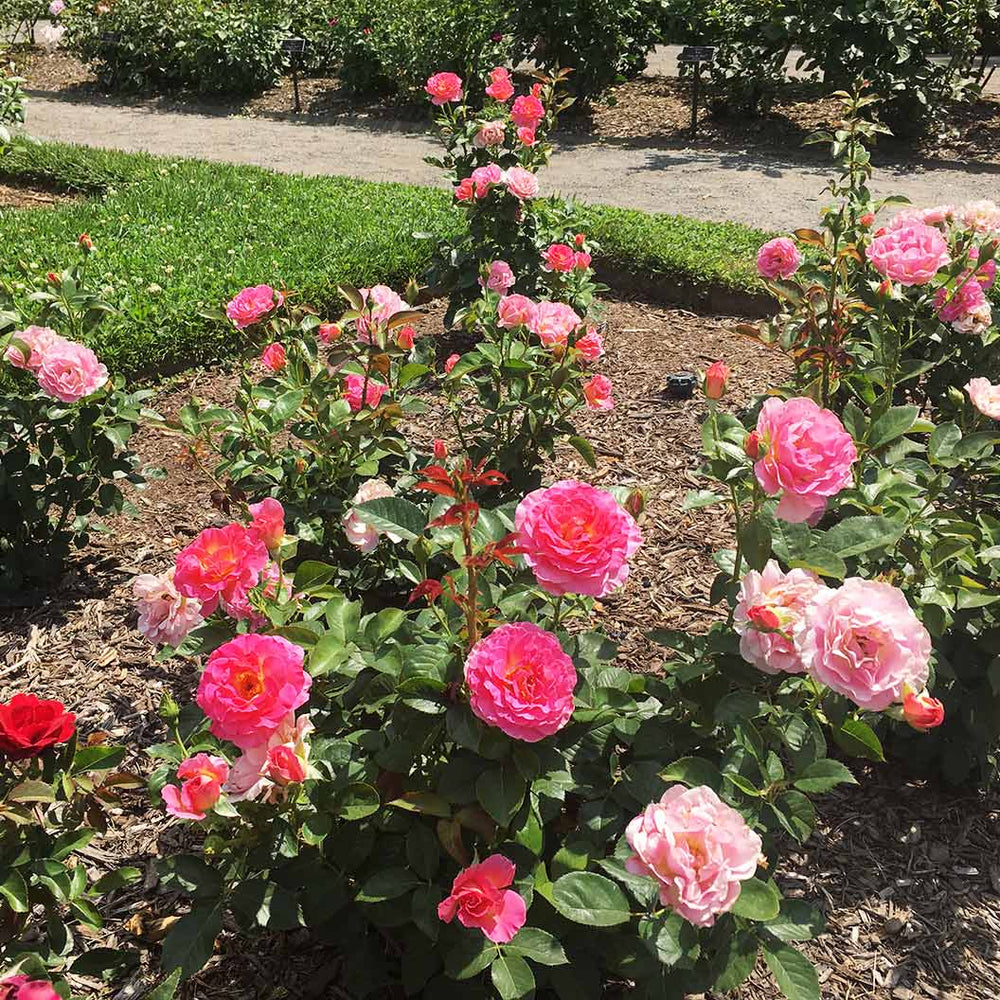 Julie Andrews™ Hybrid Tea Rose