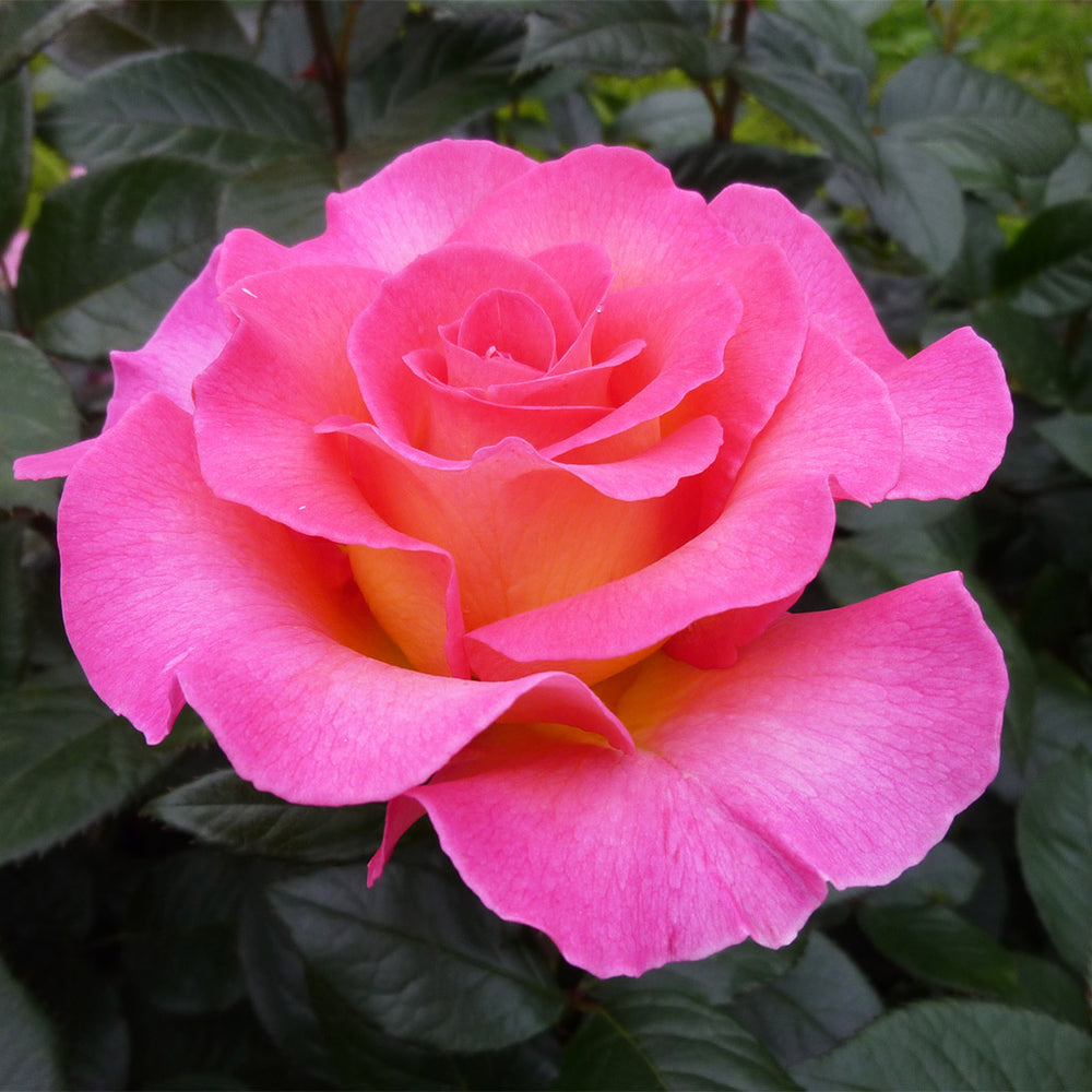Julie Andrews™ Hybrid Tea Rose