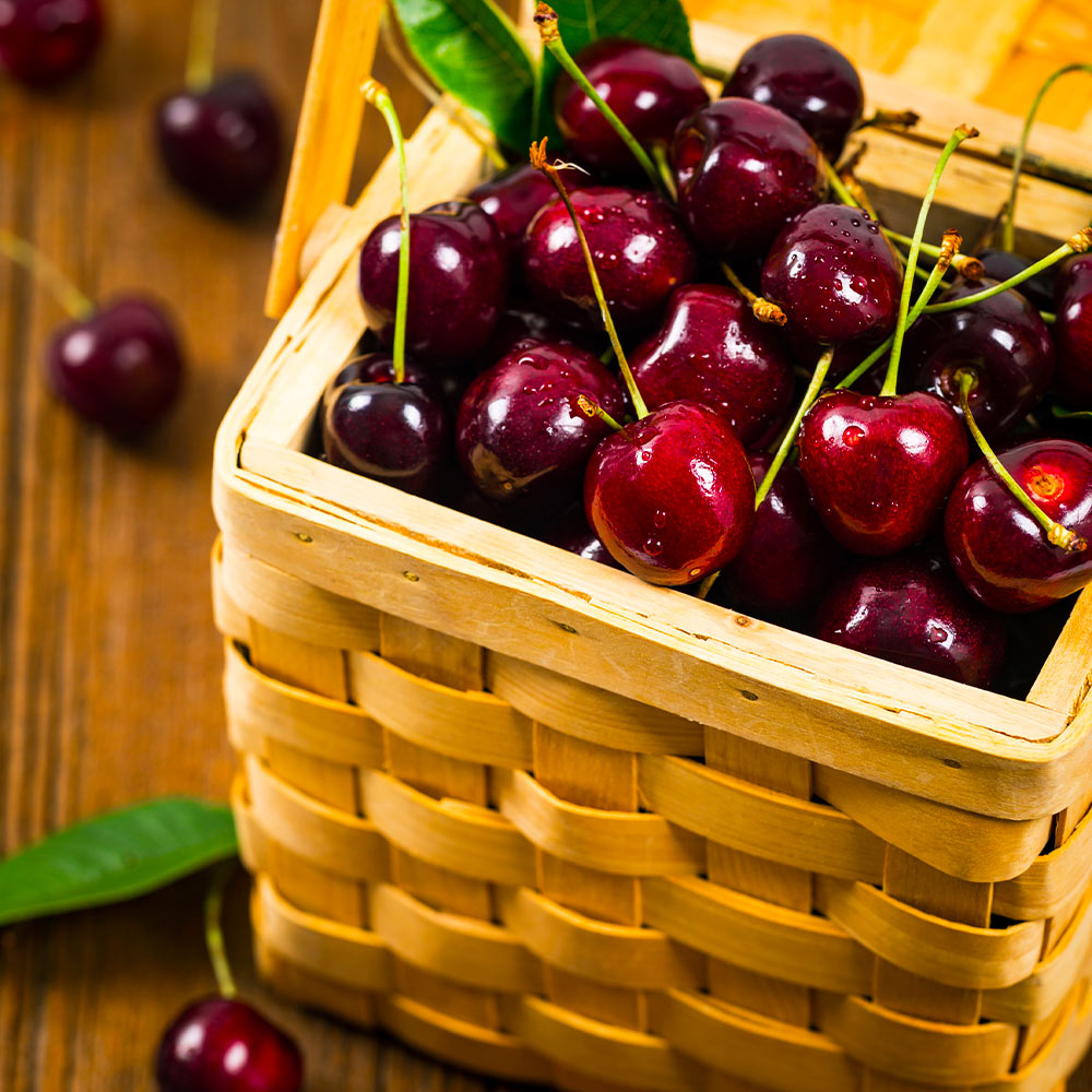 Romeo Dwarf Cherry Bush