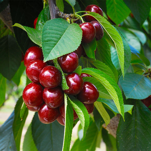 Romeo Dwarf Cherry Bush