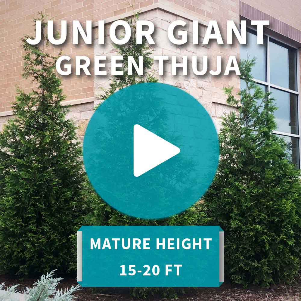 Junior Giant Thuja Tree