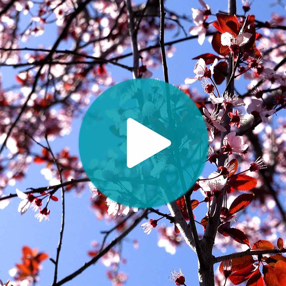 KV' Flowering Plum Tree