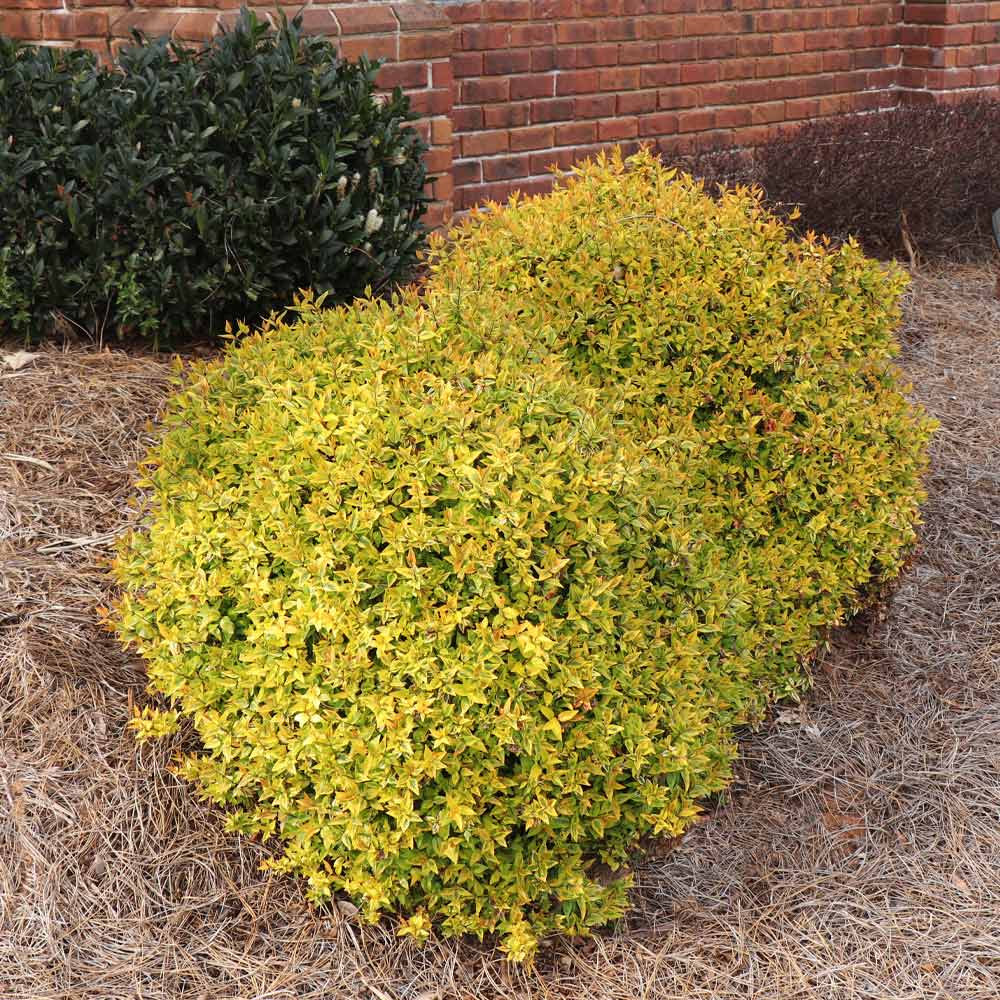 Kaleidoscope Abelia Shrub