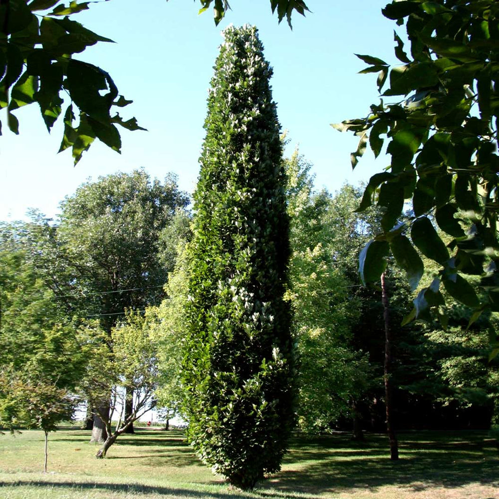 Kindred Spirit® Hybrid Oak Tree