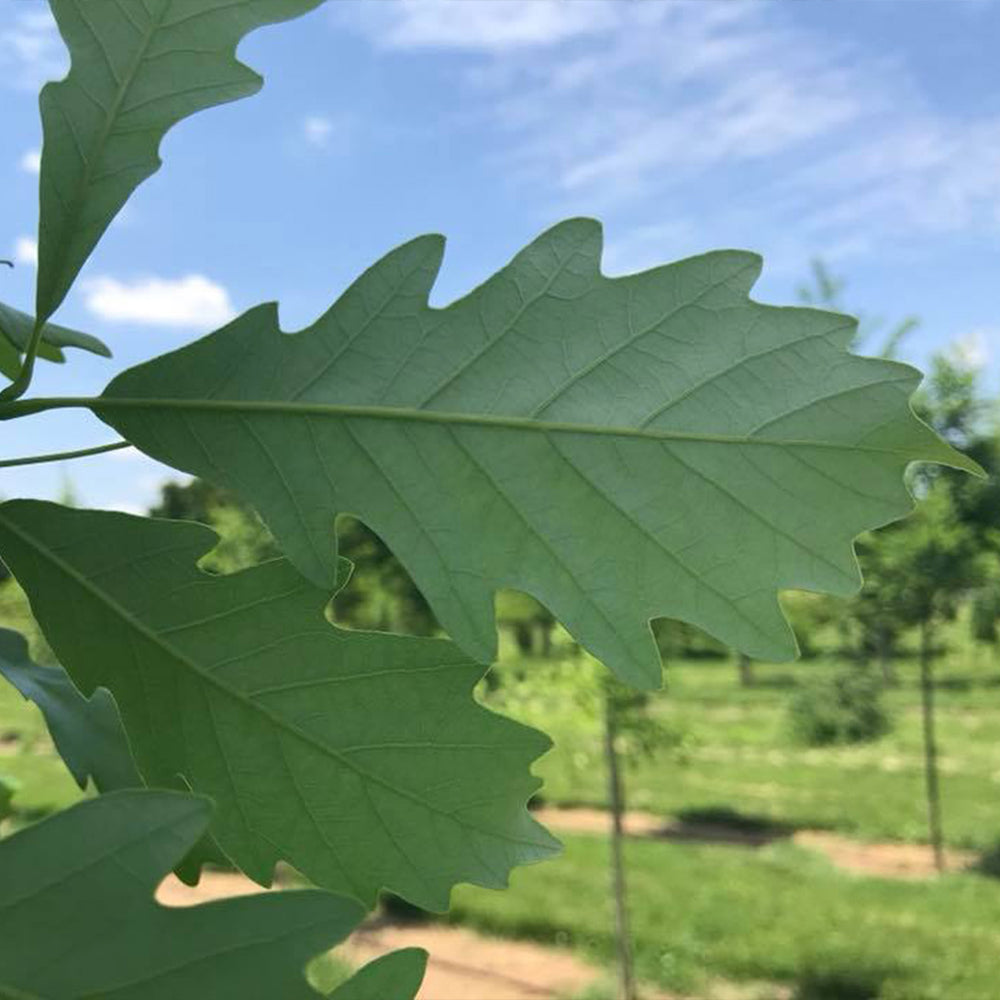 Kindred Spirit® Hybrid Oak Tree
