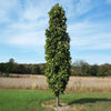 Kindred Spirit® Hybrid Oak Tree