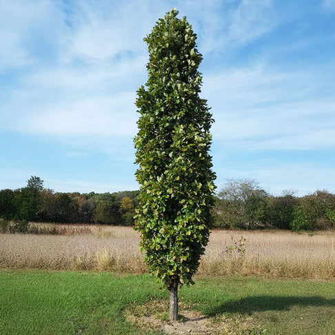 Kindred Spirit® Hybrid Oak Tree