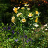 Easy Bee-zy Knock Out® Rose Tree