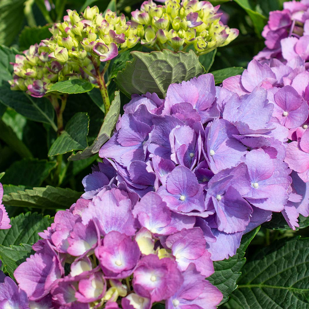 L.A. Dreamin® Hydrangea