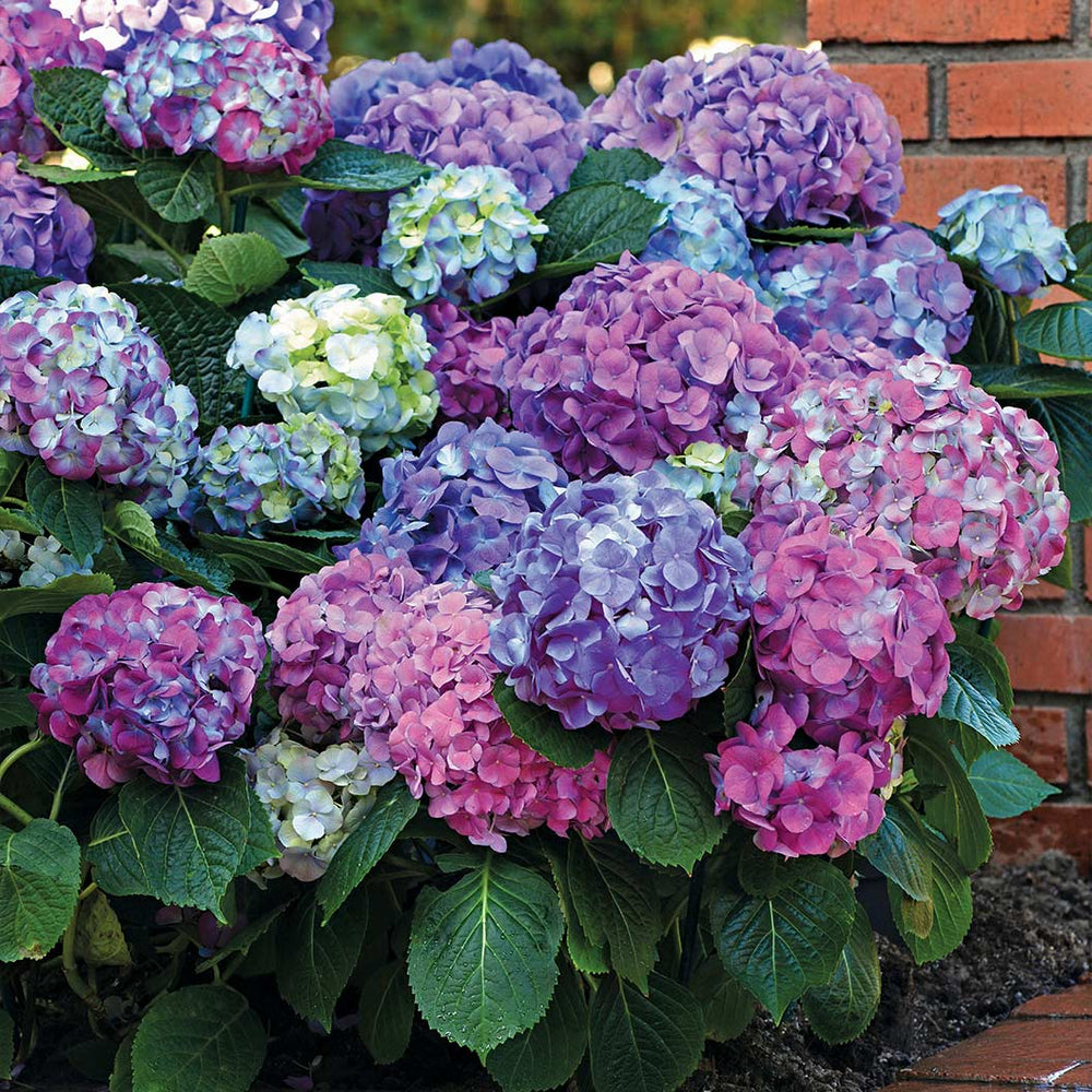 L.A. Dreamin® Hydrangea