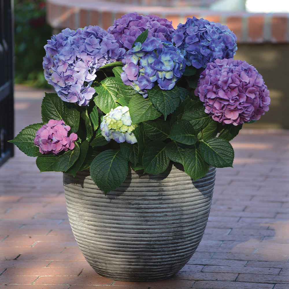 L.A. Dreamin® Hydrangea