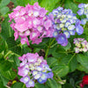 L.A. Dreamin® Hydrangea