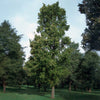 Everclear® Lacebark Elm Tree